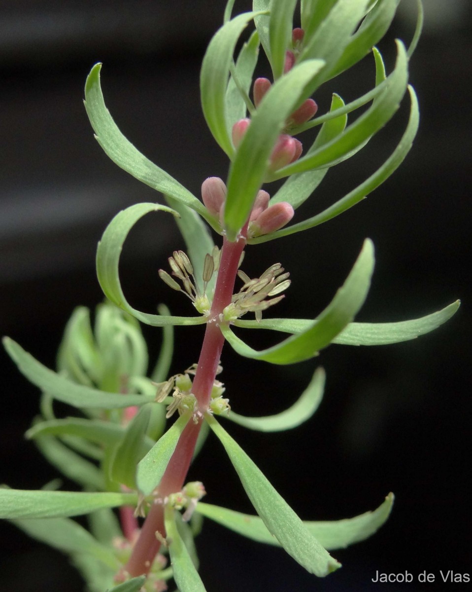 Myriophyllum indicum Willd.